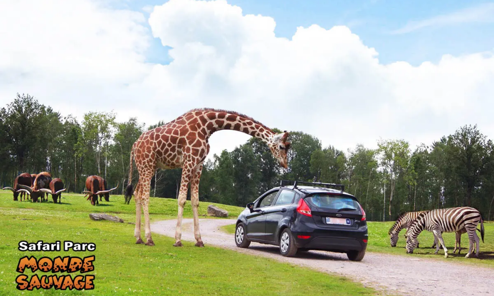 safari-de
